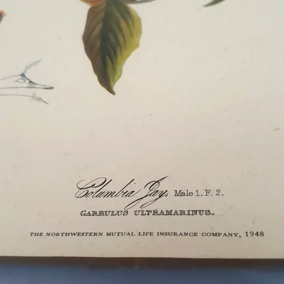 JOHN JAMES AUDUBON (1785-1851) "Columbia Jay, No. 20” Print 1948 - Picture 3 of 11